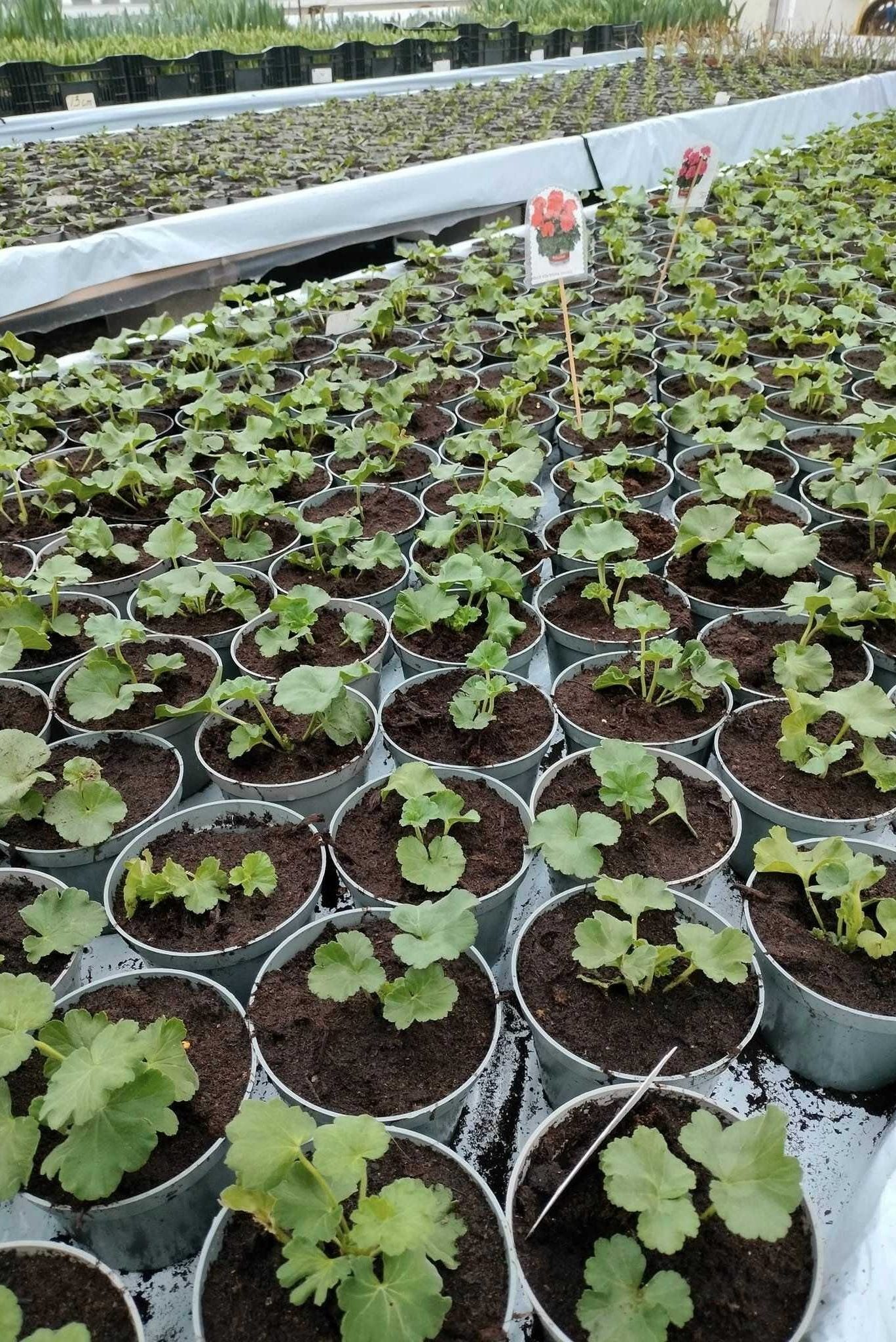 Prisvärd Dopblommor i Eriksfält av hög kvalitet